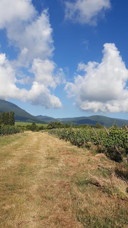 Ravissant Studio Dans Un Cadre Agreable Soultz-Haut-Rhin ภายนอก รูปภาพ